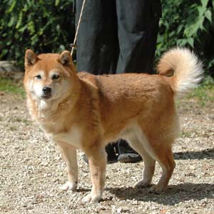 liwaki a 12 ans 