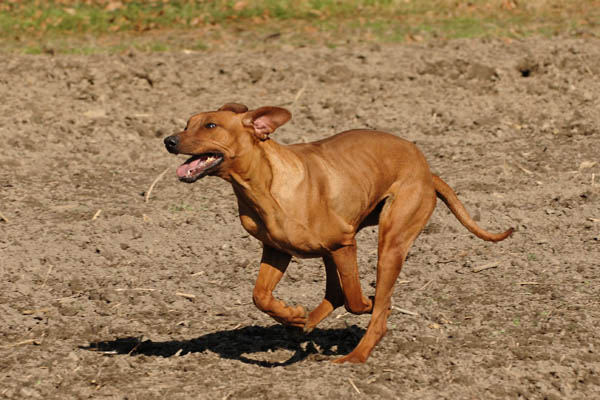 brazza au galop