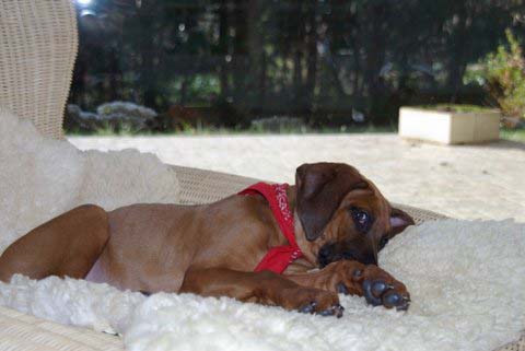 clyde  et son bandana