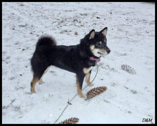  maya