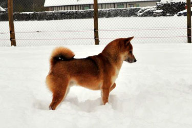  cooper