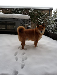  violette ,9 ans, xur les toits 