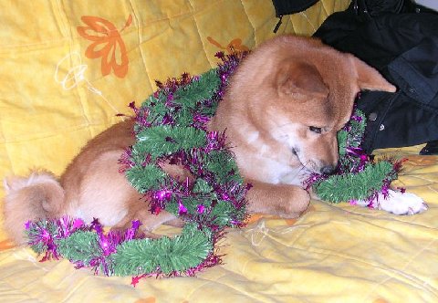 biwa  fete noel