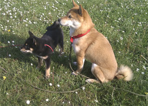 dawa et maya 