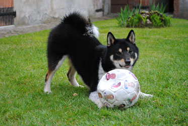  falco 