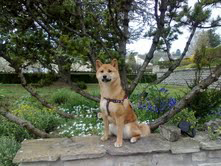  gingko 