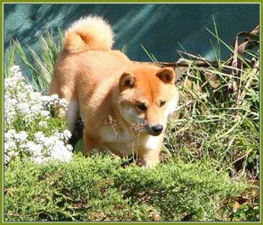 fox huli