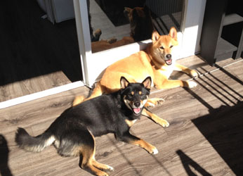 maya et  dawa bronzent 