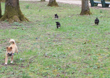 la meute  ds le parc a mehun 