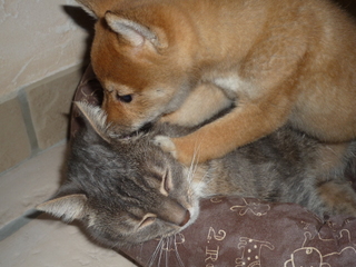 ebi  et le chat 