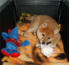 eiji