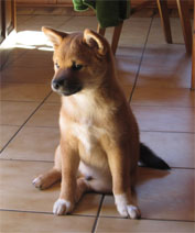fino 