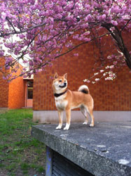  gatsu 