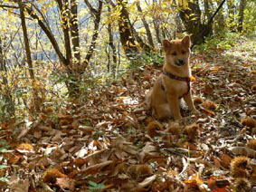  gingko 
