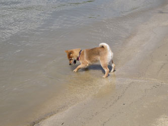  goa 