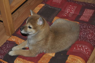 goro sur son bo  tapis