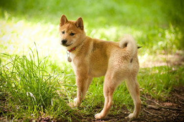 hoshi 