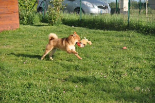  mika 